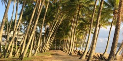 Cairns trees